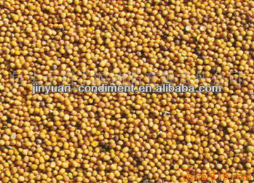 Yellow Purity Dried Mustard Seeds