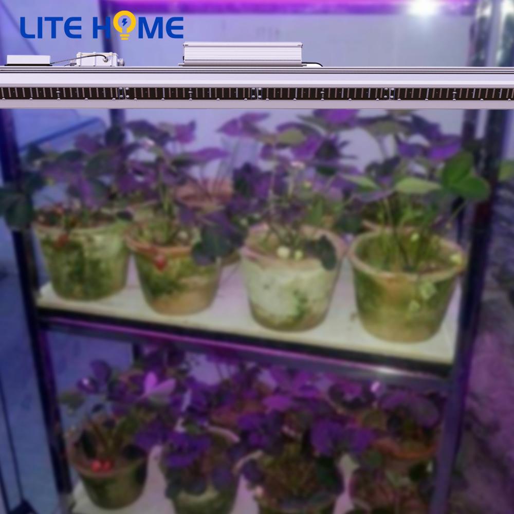 white plant grow light