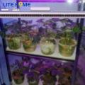 240w led élèvent la lumière pour les plantes d&#39;intérieur