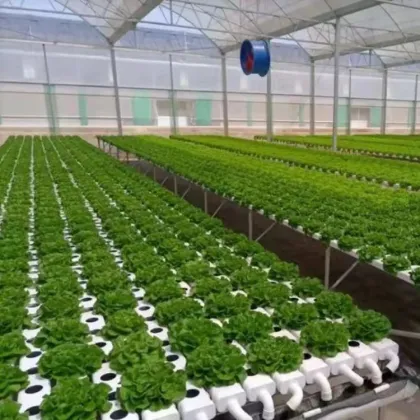 Professional NFT Hydroponic Channel Systems for Commercial Vegetable Growing - 10x5cm Soilless Hydroponics