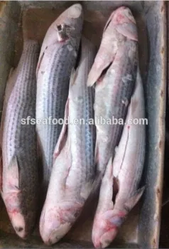 frozen seafood of mulle