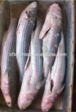 canned tuna fish manufacturers mullet