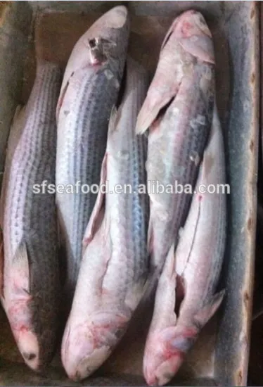 frozen seafood of mulle