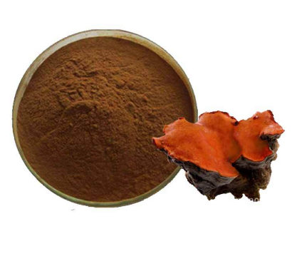extracting camphor oil