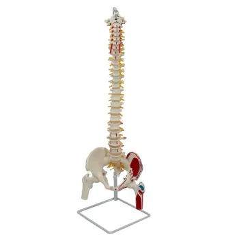 2024 New KRC 34 Inch PVC Spine Anatomical Model - Medical Teaching Spine Model