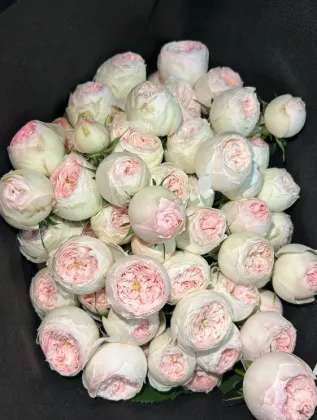 Mansfield Park White Spray Blush Roses