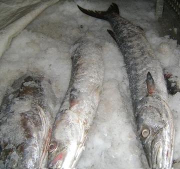 frozen barracuda