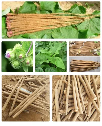 Yunnan Organic Fresh Burdock Root