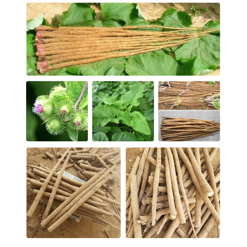 Yunnan Organiczny świeży korzeń łopianu do gotowania