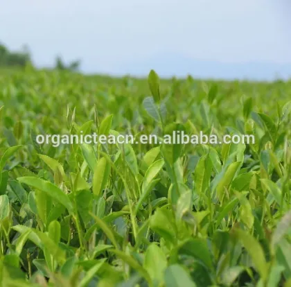 ORGANIC GREEN TEA POWDER MADE BY LINAN ORIENTAL TEA INSTITUTE