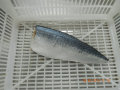 Dimensione del filetto di pesce mackerel congelato 70-150G 100-200G