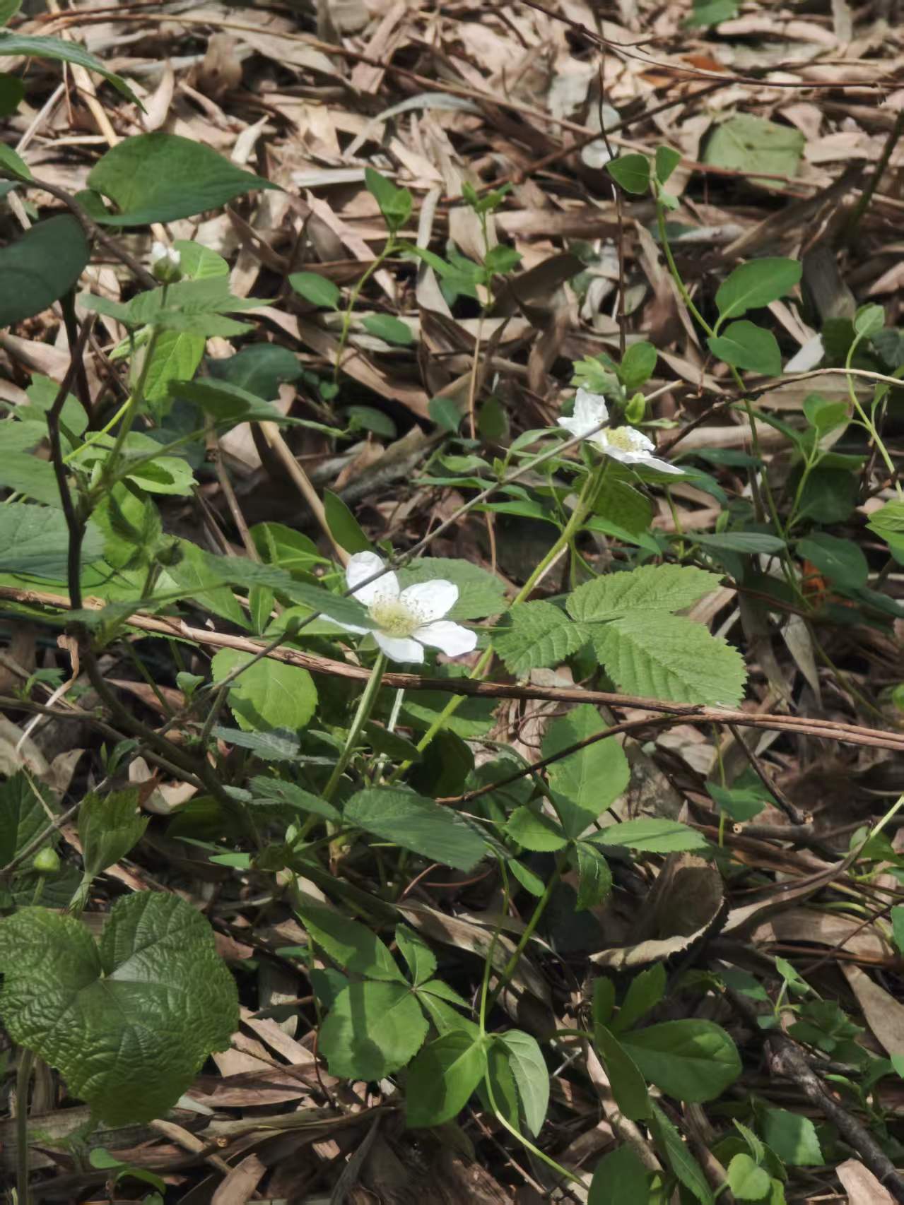 e558b766d73a4ef37d0e770de1e72620