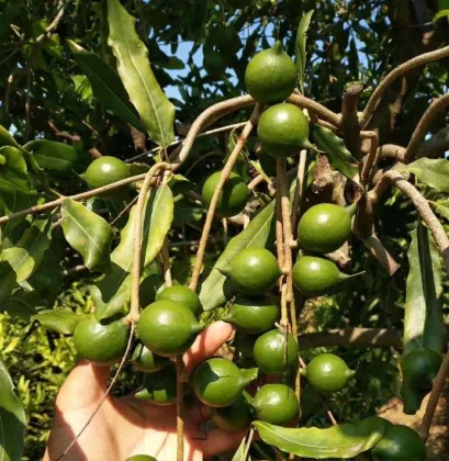 100% Natural Cold Pressed Macadamia Nut Oil