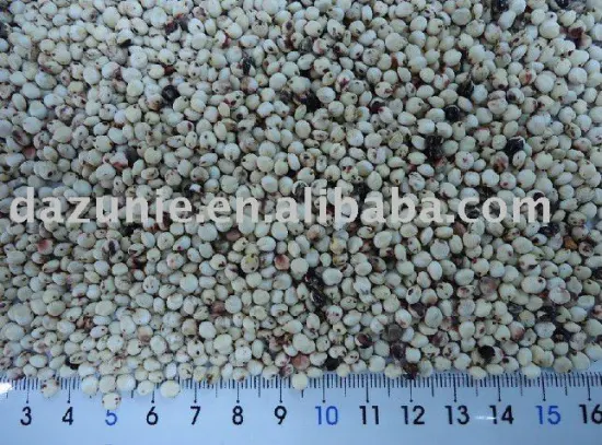 White Sorghum Seeds