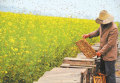 vendere confezioni sfuse 100% miele di colza naturale