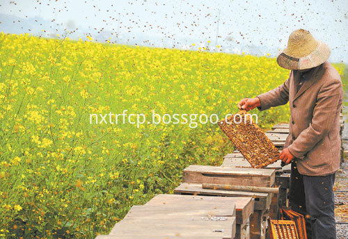 BEEKEEPING (3)