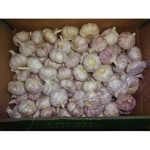 Season 2020 Normal White Garlic