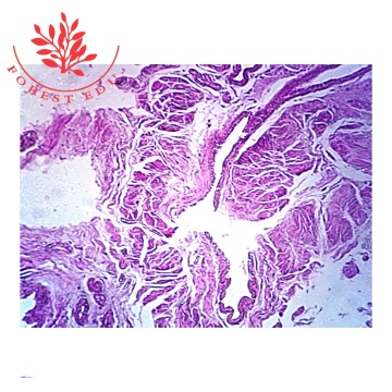 Human Pathology Slides for Medical Students - Fixed Set
