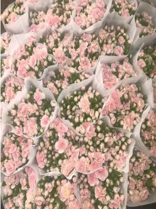 Spray carnation powder prince