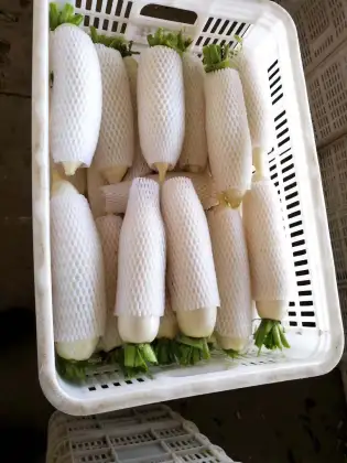 Fresh White Radish