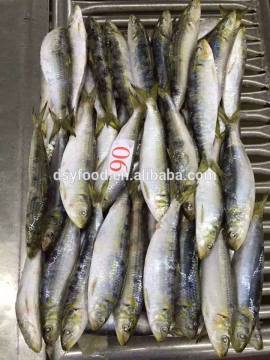 Wholesale Best Grade Frozen Sardine at Lowest Market Range