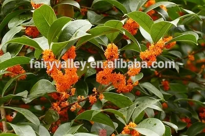 High Quality Yellow And Golden Sweet Osmanthus Fragrans Tree Seeds For Planting