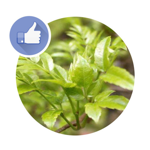 Antioxidant Vine Tea Extract Powder