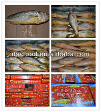 Hot sale yellow croaker gift box packaging