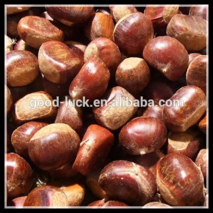 New Harvest Fresh Chestnut In Dandong