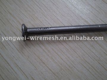 common round nails (factory )