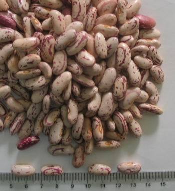 New Crop Light Speckled Kidney Beans (Long Shape)