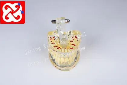 Standard Pediatric Dental Model for 7-Year-Old Children