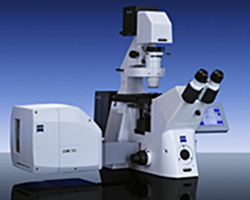 confocal laser scaning microscopy