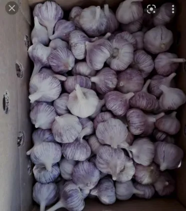 Whole sale cheap garlic