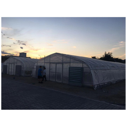 Galvanized steel Frame Single span PE Film greenhouse