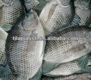 black tilapia/tilapia noire congele
