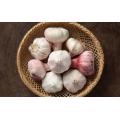 HOT SALES SMALL BABY GARLIC