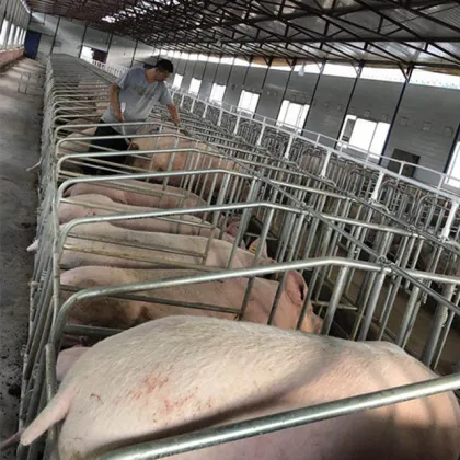 Hot Dip Galvanized Pig Gestation Stalls for Hog Farms