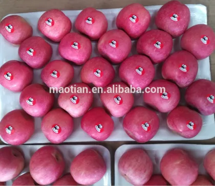 High quality crisp & juicy fresh fuji Apple of year 2015 crop