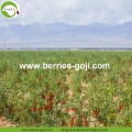 Factory Supply Fruits Healthy No Suger Goji Berry