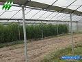 Plastic Film Multi-Span Greenhouse