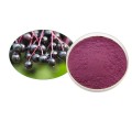 Black Elderberry Extract for Immune Support