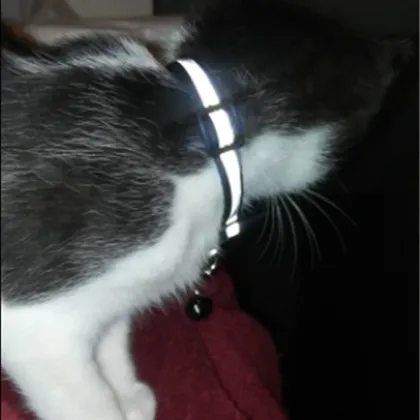 Upgraded Reflective Nylon Cat Collar with Bell - Safe & Breakaway