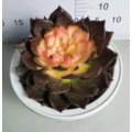 best selling Echeveria living plant