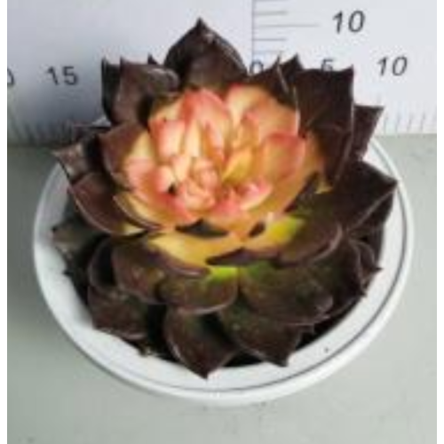 Cotyledon Tomentose best selling Echeveria living plant Manufactory