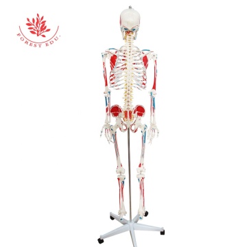 PVC Skeleton Model with Movable Stand - 180cm, Painted Muscles, Origin and Insertion Points