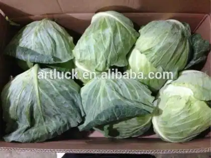 Fresh cabbage