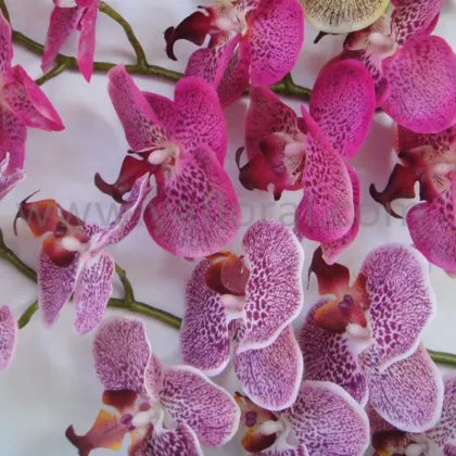 Factory directly orchid flowers price multi-color silk coated artificial orchid flowers fake orchid