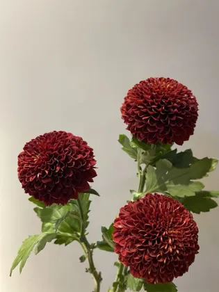 Red Ping pong chrysanthemum