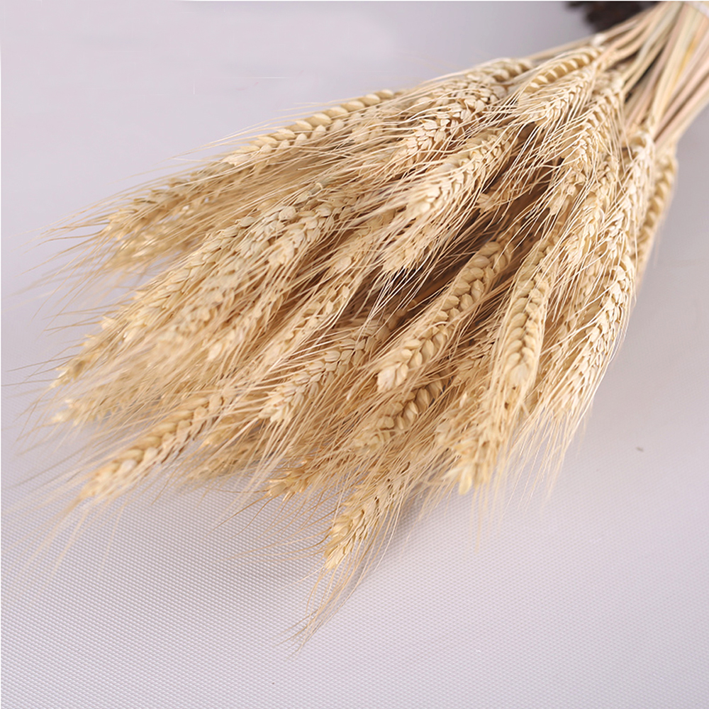 100pcs natural dried flower bouquets natural raw color dried ear of wheat bouquets&wheat ear Bunches